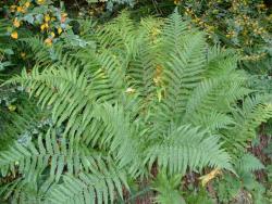Dryopteris filix-mas. Mature plant growing from an erect rhizome.
 Image: L.R. Perrie © Leon Perrie CC BY-NC 3.0 NZ